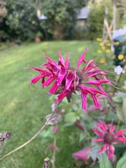 Monarda