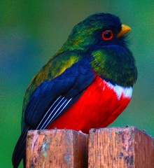Trogon personatus