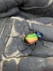 Calosoma sycophanta