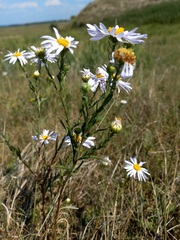 Aster biennis