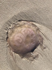 Chrysaora chesapeakei