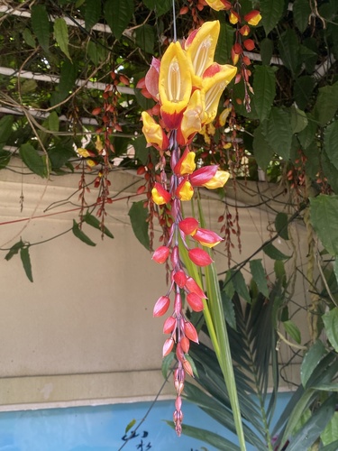 Thunbergia mysorensis