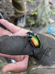 Calosoma sycophanta