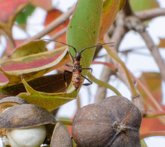 Leptoglossus phyllopus