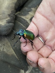 Calosoma sycophanta