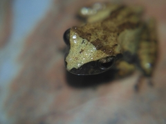 Pseudophilautus wynaadensis