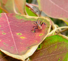 Leptoglossus phyllopus