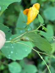 Neolasioptera impatientifolia