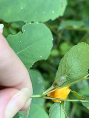 Neolasioptera impatientifolia