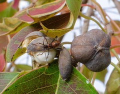 Leptoglossus phyllopus