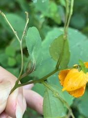 Neolasioptera impatientifolia