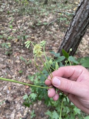 Nabalus serpentarius