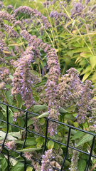 Agastache foeniculum
