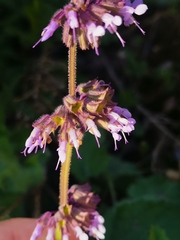 Salvia verticillata