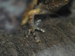 Pseudophilautus wynaadensis