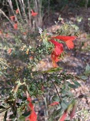 Clinopodium coccineum