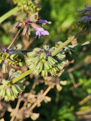 Salvia verticillata