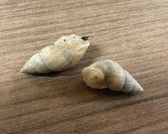 Bulimulus bonariensis