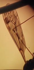 Tipula