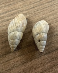 Bulimulus bonariensis