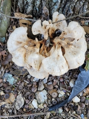 Laetiporus cincinnatus