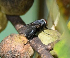 Calliphora vomitoria