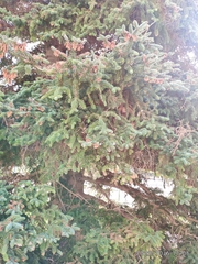 Abies pinsapo marocana