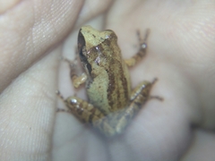 Pseudophilautus wynaadensis