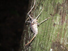 Tettigoniidea