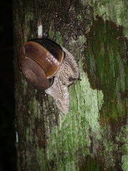 Cryptozona menglunensis