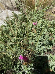 Penstemon newberryi