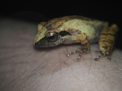 Pseudophilautus wynaadensis