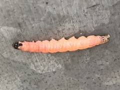 Anania hortulata