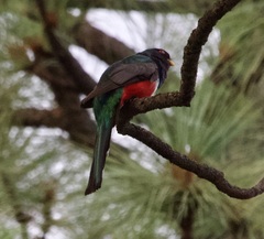 Trogon mexicanus