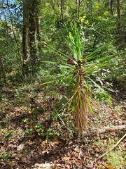 Yucca aloifolia