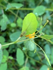 Neolasioptera impatientifolia