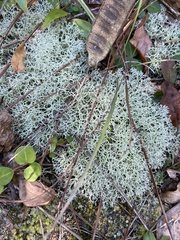 Cladonia evansii