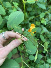 Neolasioptera impatientifolia
