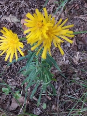 Hieracium umbellatum