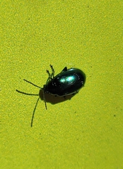 Chrysomelidae