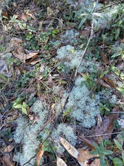 Cladonia evansii