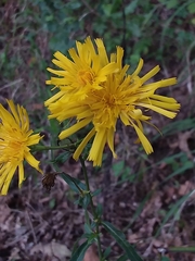 Hieracium umbellatum
