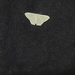 Geometridae