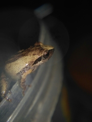 Pseudophilautus wynaadensis