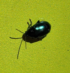 Chrysomelidae
