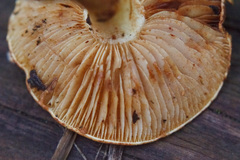 Pholiota lucifera