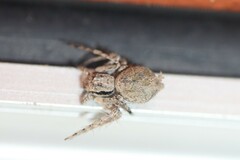 Hamataliwa grisea