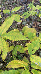 Castanea dentata
