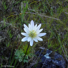 Anemone decapetala