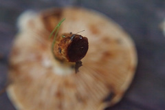 Pholiota lucifera